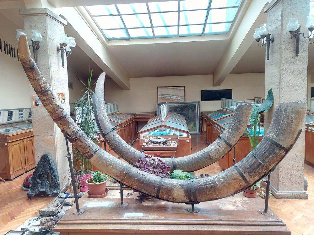 Fosil mamut berbulu (commons.wikimedia.org/Motekov)