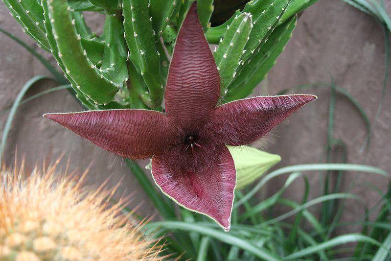 ilustrasi carrion plant (flickr.com/Ruud de Block)