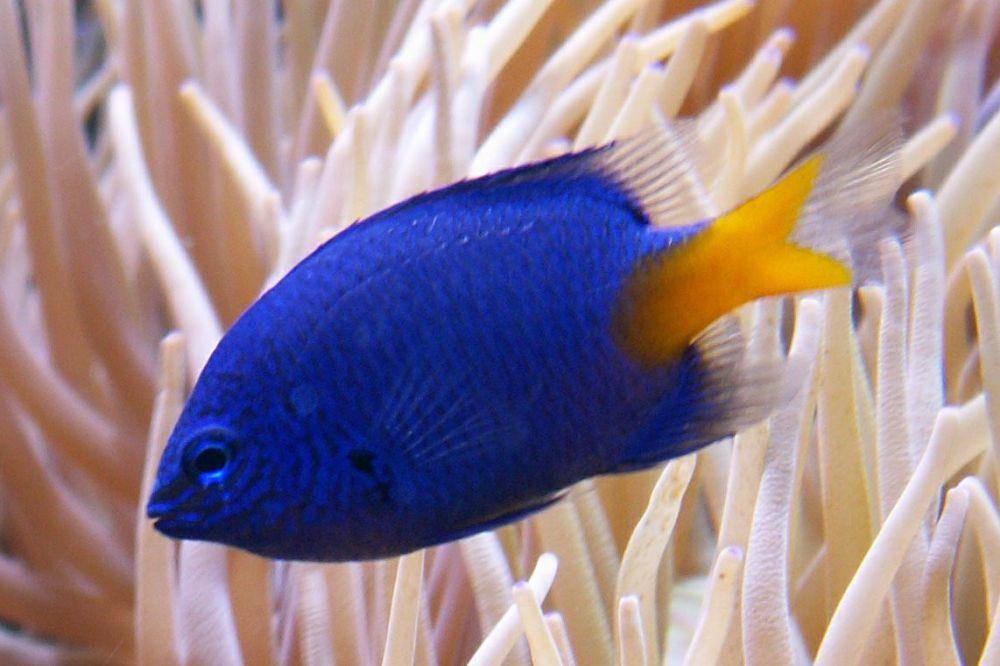 Ikan damsel biru ekor kuning (commons.wikimedia.org/Paweł Cieśla Staszek_Szybki_Jest)