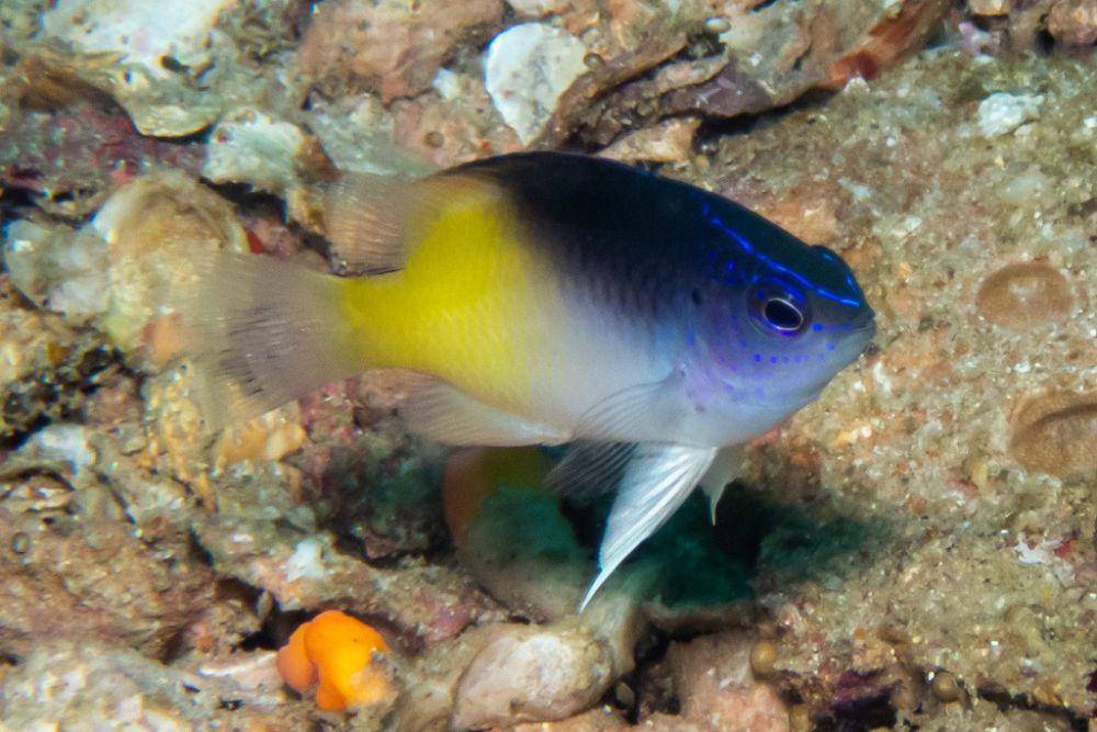 Ikan Rolland's damsel (inaturalist.org//portioid)