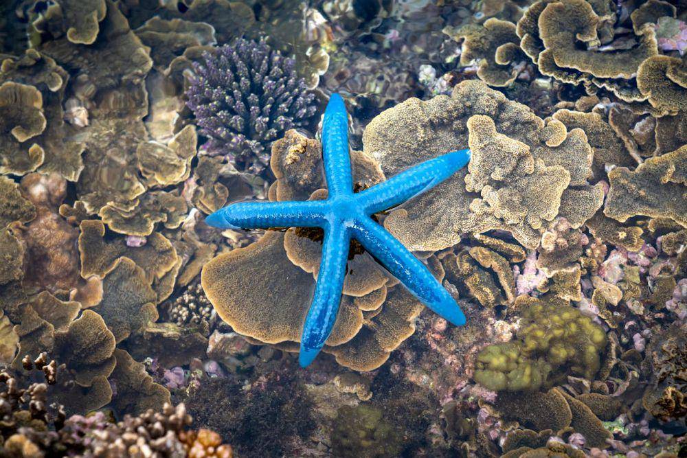 ilustrasi bintang laut (pexels.com/Quang Nguyen Vinh)