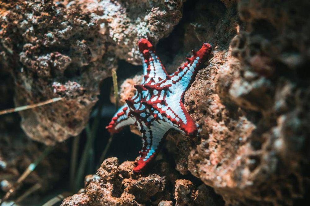 ilustrasi bintang laut (pexels.com/Guillaume Meurice)