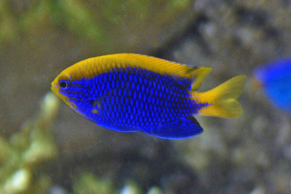 Ikan Starck's damsel (commons.wikimedia.org/Hectonichus)
