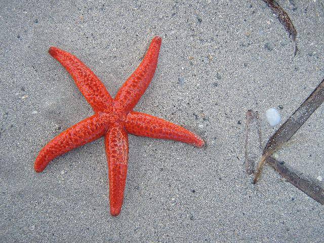ilustrasi bintang laut (pixabay.com/ulleo)