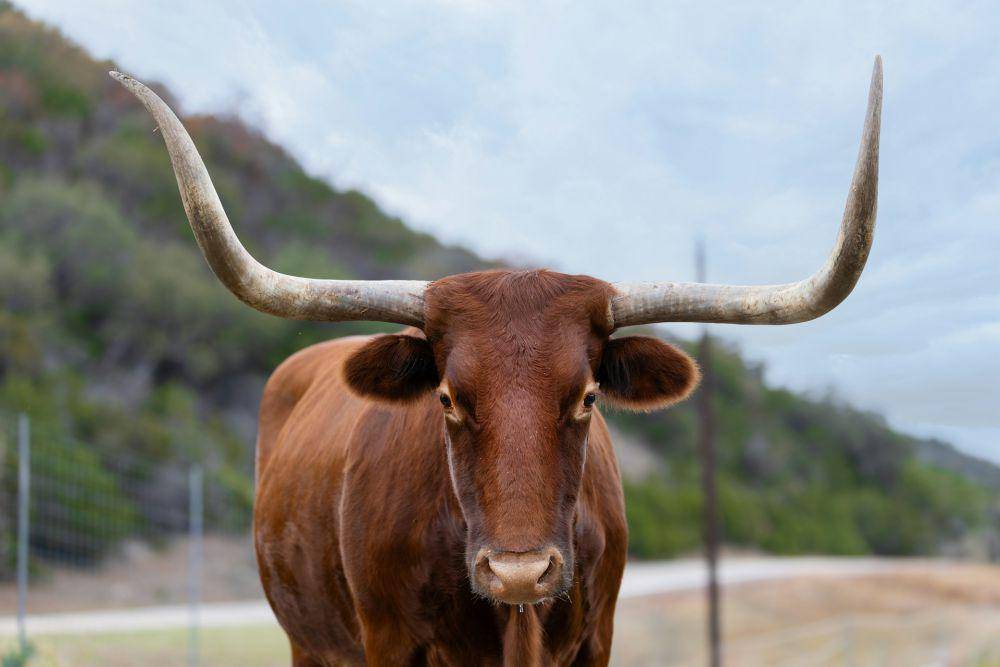 ilustrasi sapi (unsplash.com/Tony Garcia)