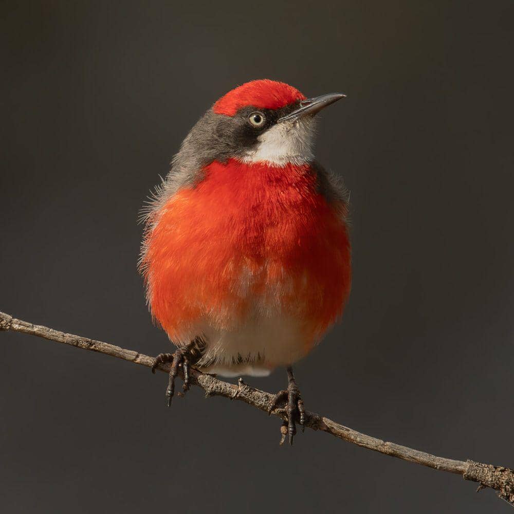 crimson chat (commons.m.wikimedia.org/JJ Harrison)
