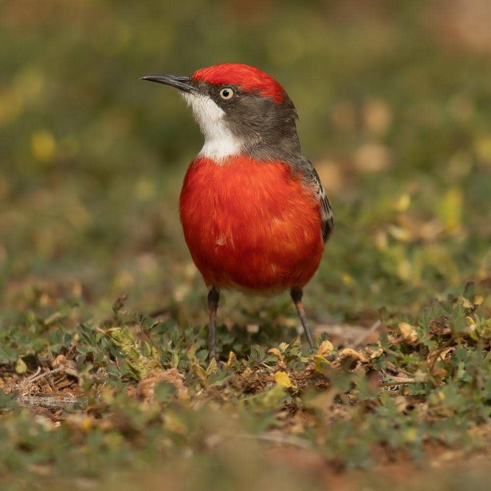 crimson chat (commons.m.wikimedia.org/JJ Harrison)
