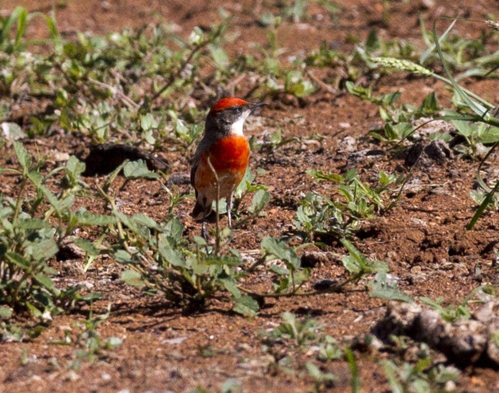 crimson chat (commons.m.wikimedia.org/Jim Bendon)