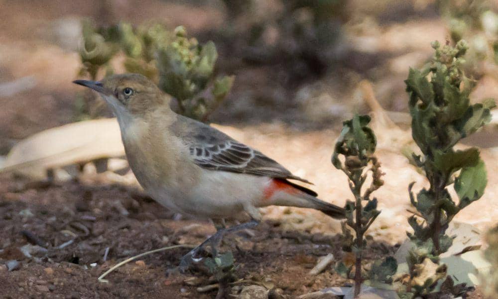 crimson chat (commons.m.wikimedia.org/Jim Bendon)
