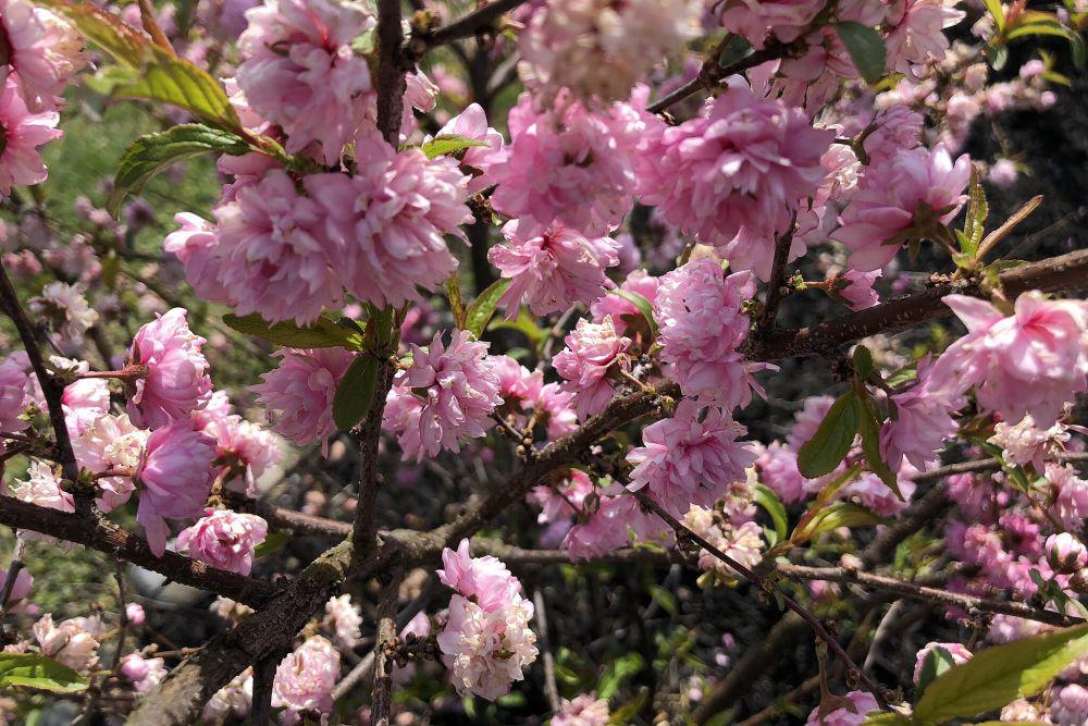5 Fakta Flowering Almond, Mirip Bunga Sakura dengan Racun Mematikan!