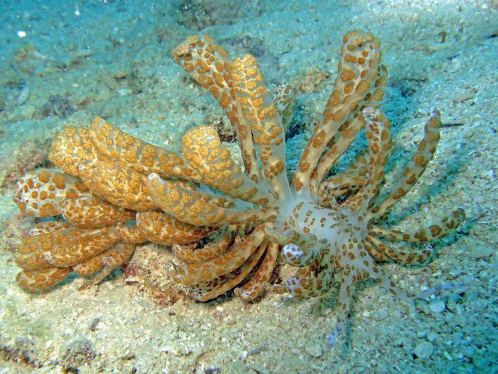 Phyllodesmium longicirrum (commons.wikimedia.org/Cassy Thompson)