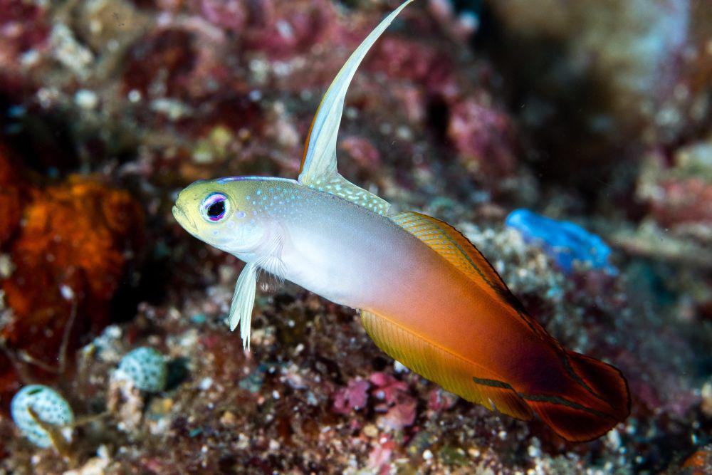 5 Fakta Unik Firefish Goby, Ikan Cantik dari Perairan Hindia Pasifik