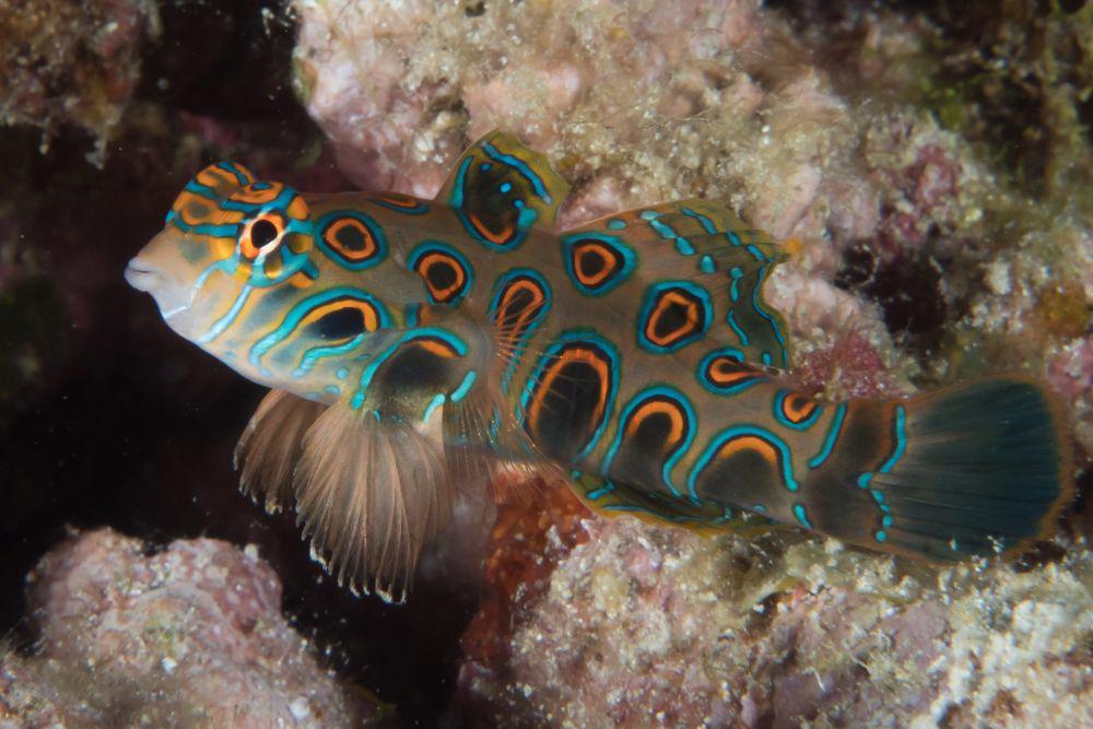 5 Fakta Ikan Mandarin Tutul, Cantik tapi Beracun dari Laut Tropis