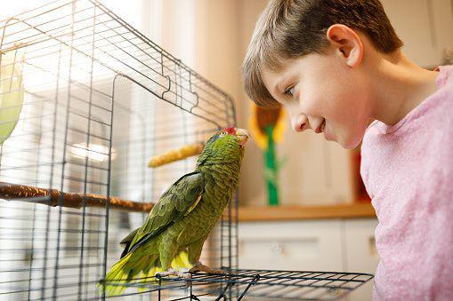 7 Rekomendasi Sangkar Burung Unik, Harga Mulai 18 Ribuan!