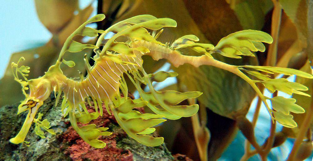 leafy sea dragon (commons.wikimedia.org/Pittsburgh Zoo)
