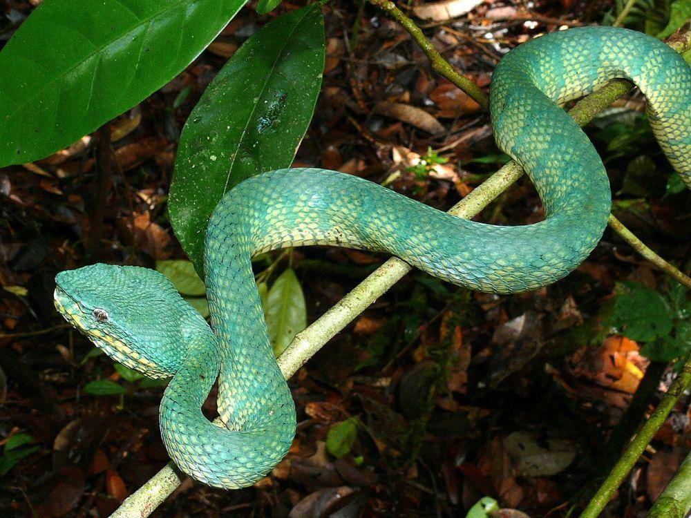 Ular viper (commons.wikimedia.org/Bernard DUPONT)