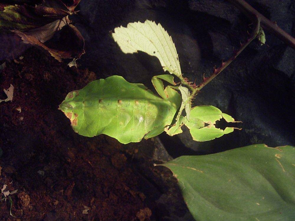 Phyllium sp. (commons.wikimedia.org/-)