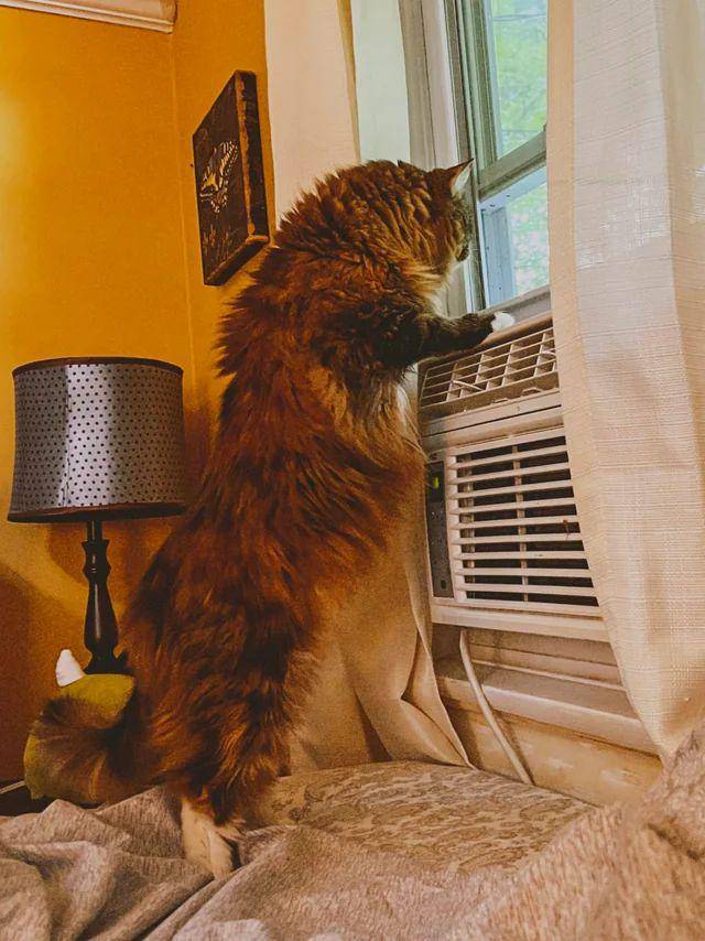 foto lucu kucing ngintip tetangga dari jendela (reddit.com/TalouseLee)