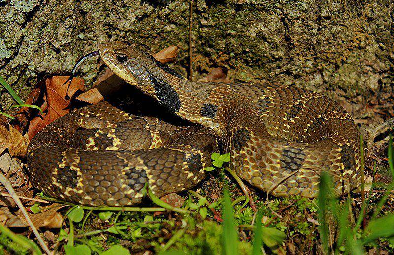 ular hidung babi timur bisa hidup di berbagai habitat (commons.wikimedia.org/Peter Paplanus)