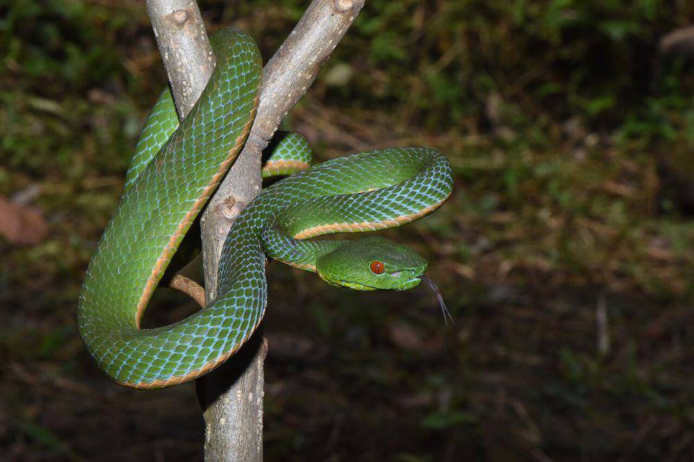 Ular viper, salah satu ular berbahaya yang ada di Kalimantan (commons.wikimedia.org/Fajar Kaprawi)