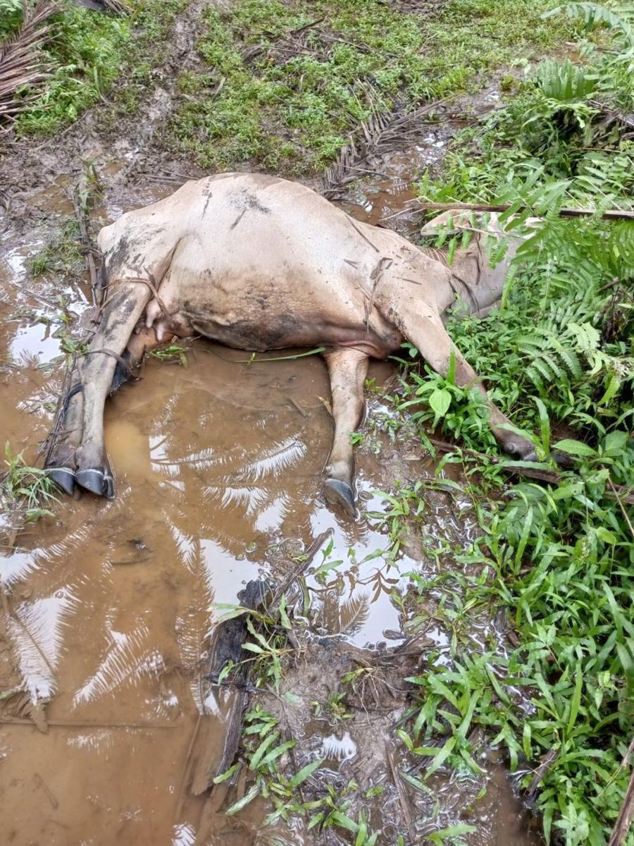 Dalam Sebulan 17 Lembu di Langkat Mati Mendadak Usai Makan Rumput