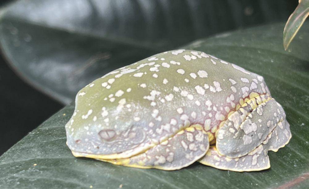 Cruziohyla craspedopus (commons.wikimedia.org/JesseMorgan11)