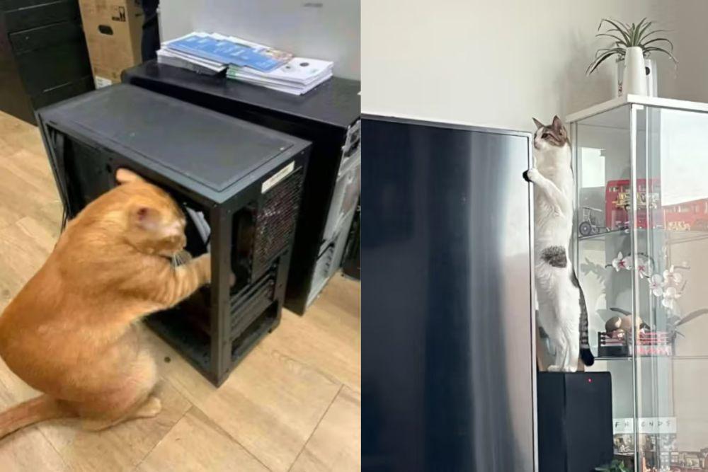 8 Foto Lucu Kucing Betulin Barang Elektronik, Sibuk Banget!