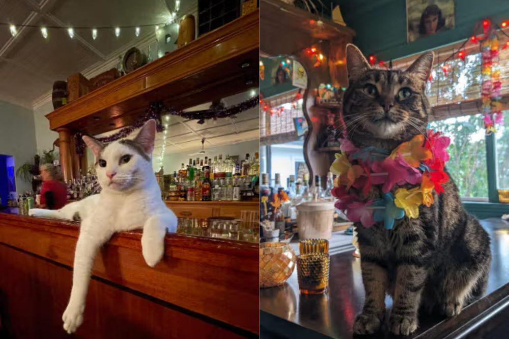 7 Foto Lucu Kucing Kerja Jadi Bartender, Keren Pol!