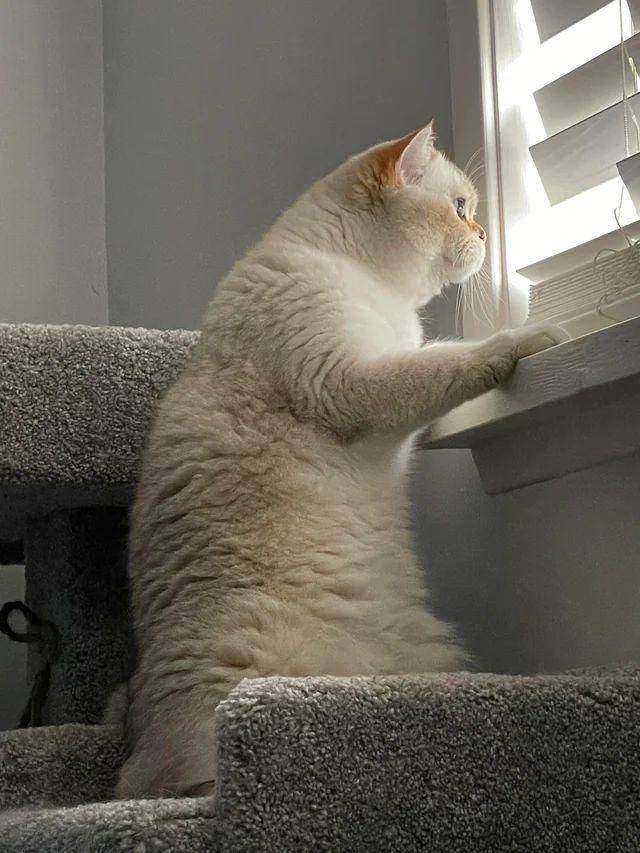 foto lucu kucing ngintip tetangga dari jendela (reddit.com/chrispn)