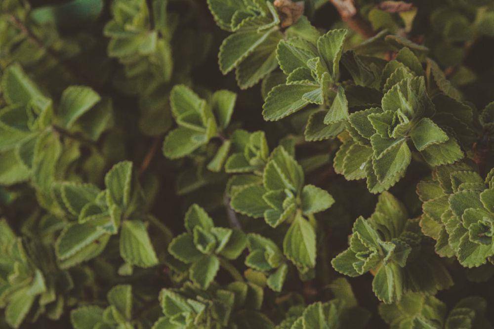 mint variegata (pexels.com/Lucas Pezeta)