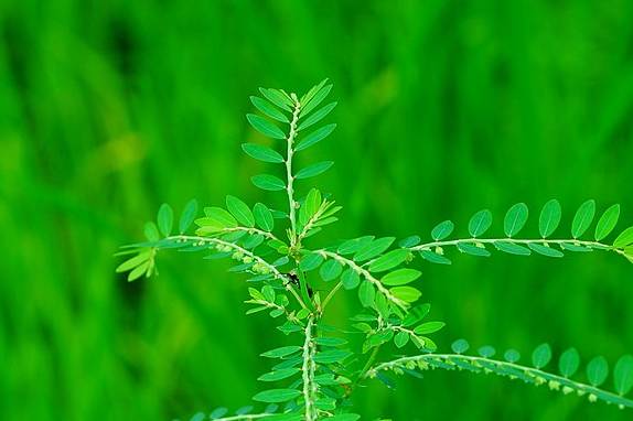 ilustrasi daun meniran (commons.wikimedia.org)