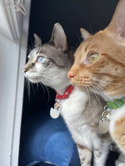 foto lucu kucing ngintip tetangga dari jendela (reddit.com/mrstompytoez)
