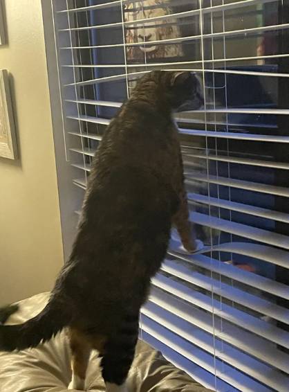 foto lucu kucing ngintip tetangga dari jendela (reddit.com/B0xez)
