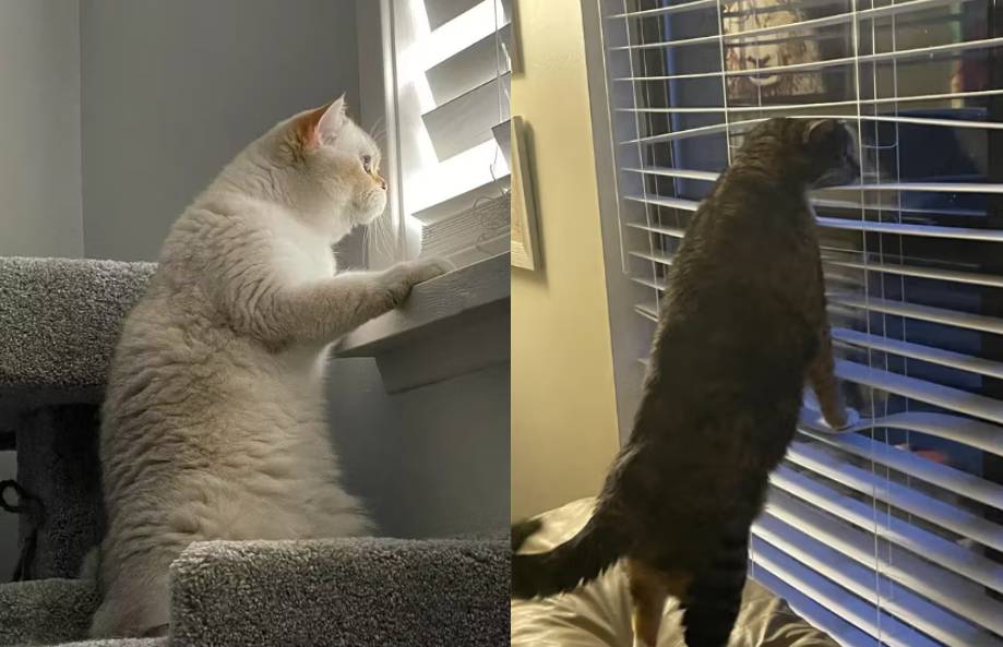 kolase foto lucu kucing ngintip tetangga dari jendela (reddit.com/chrispn I reddit.com/B0xez)