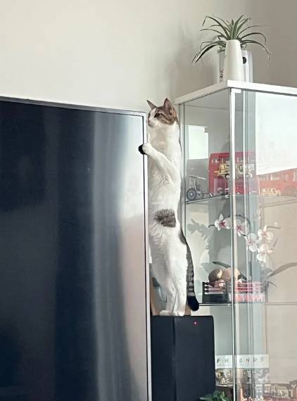 foto lucu kucing memperbaiki barang elektronik (reddit.com/kwinnymotherofkitty)