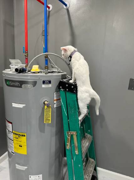 foto lucu kucing memperbaiki barang elektronik (reddit.com/powerpuffofdoom)