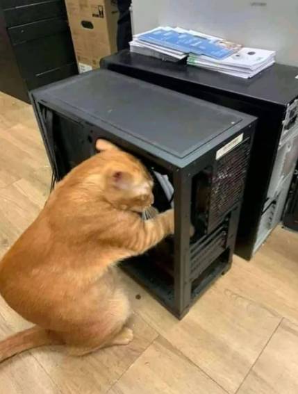 foto lucu kucing memperbaiki barang elektronik (reddit.com/Racist_rabbit69)