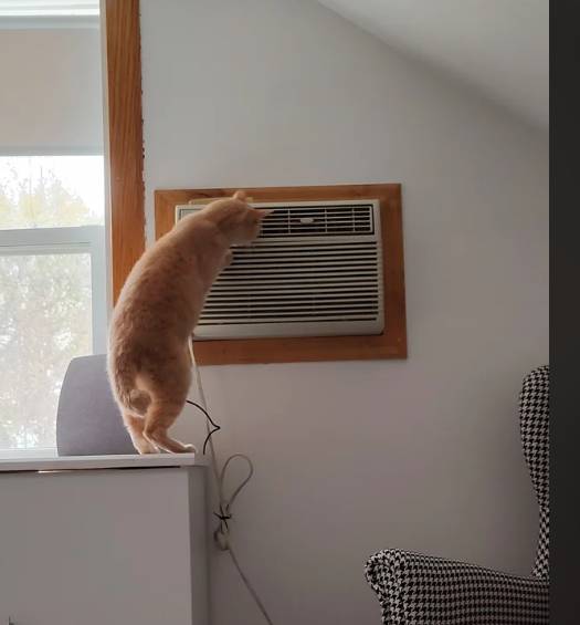 foto lucu kucing memperbaiki barang elektronik (reddit.com/thinking_too_loud)