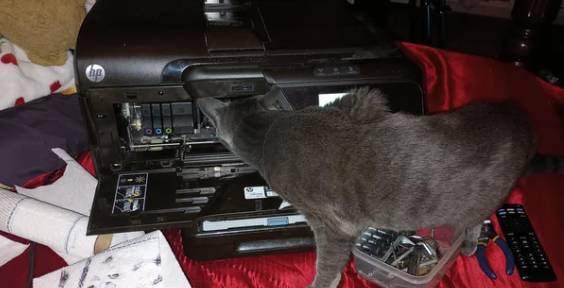 foto lucu kucing memperbaiki barang elektronik (reddit.com/AmandaExpress)