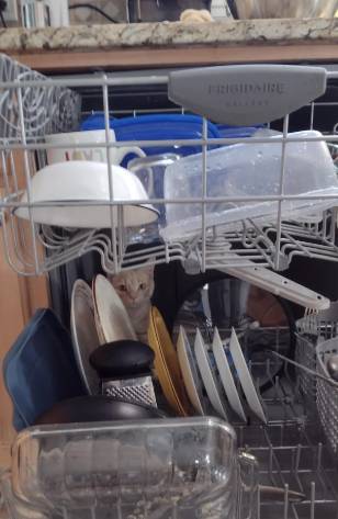 foto lucu kucing memperbaiki barang elektronik (reddit.com/Winkertonia)