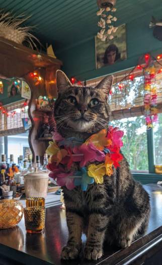 foto lucu kucing bartender (reddit.com/FatsP)