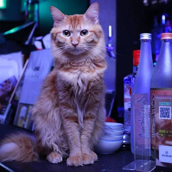 foto lucu kucing bartender (reddit.com/FatsP)