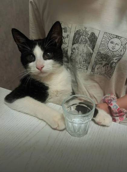 foto lucu kucing bartender (reddit.com/Live_Philosophy)