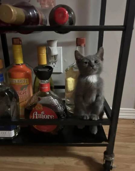 foto lucu kucing bartender (reddit.com/Nexus82)