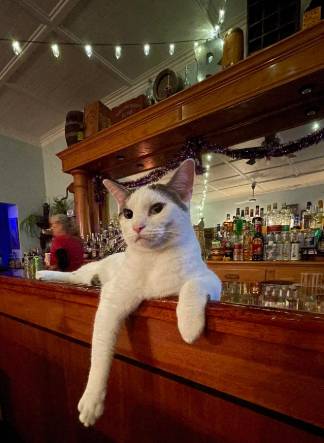 foto lucu kucing bartender (reddit.com/LazyEmergency)
