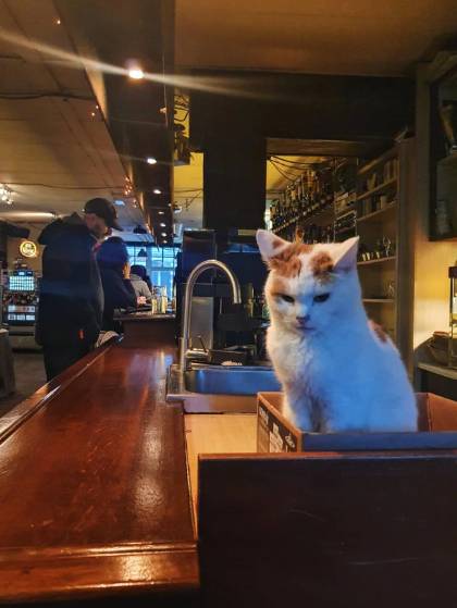 foto lucu kucing bartender (reddit.com/Gamerfernz)