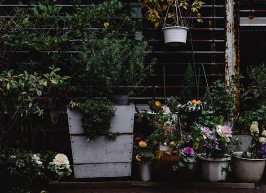 7 Tanaman Perdu Kekinian untuk Taman Minimalis
