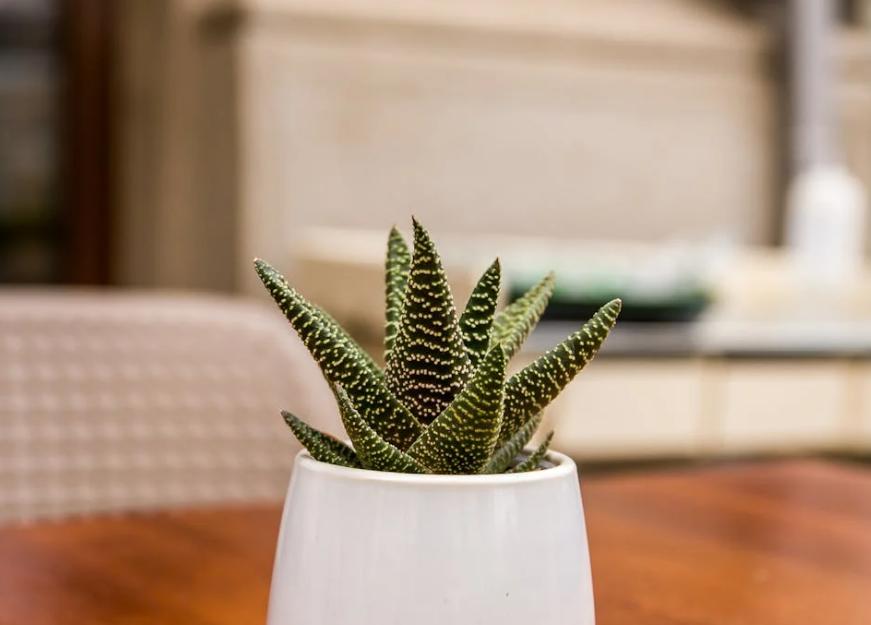 ilustrasi kaktus haworthia (pexels.com/Georgiana Mirela)