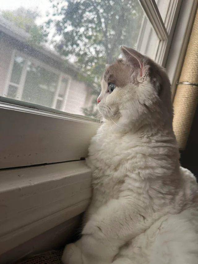 foto lucu kucing ngintip tetangga dari jendela (reddit.com/cocainehydrochloride)