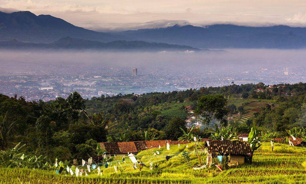 Habitat elang banyak yang beralih fungsi menjadi sawah (commons.wikimedia.org/Cocakolam)